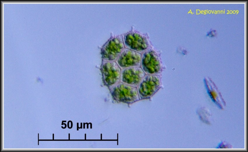 Nuovo Pediastrum per il forum